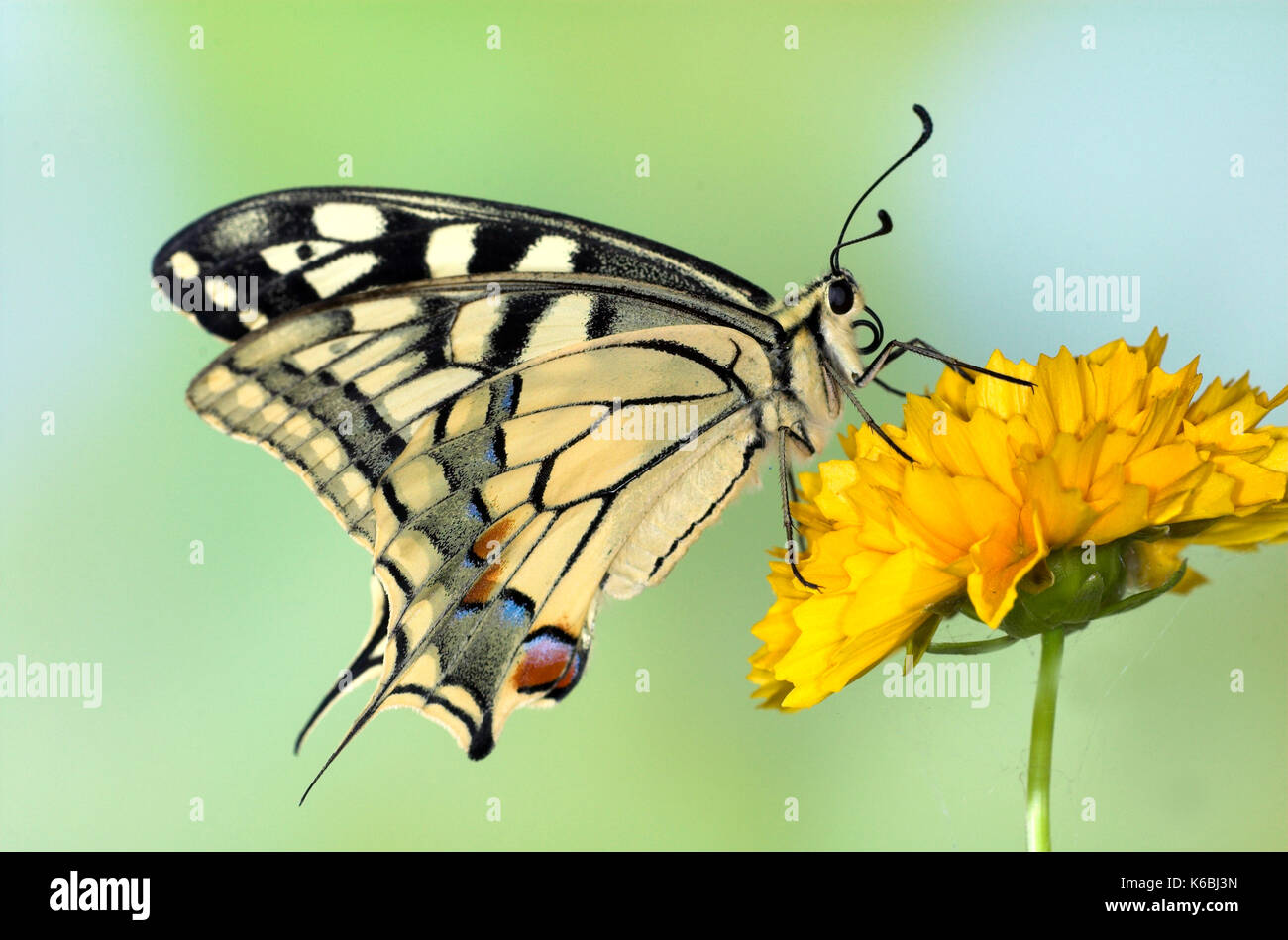Swallowtail Butterfly, Papilio machaon, feeding on yellow flower, probiscus, tongue Stock Photo
