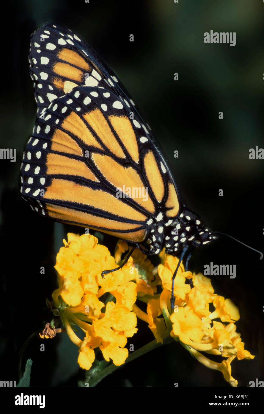 Monarch Butterfly (Danaus plexippus) on yellow flowerhead, orange
