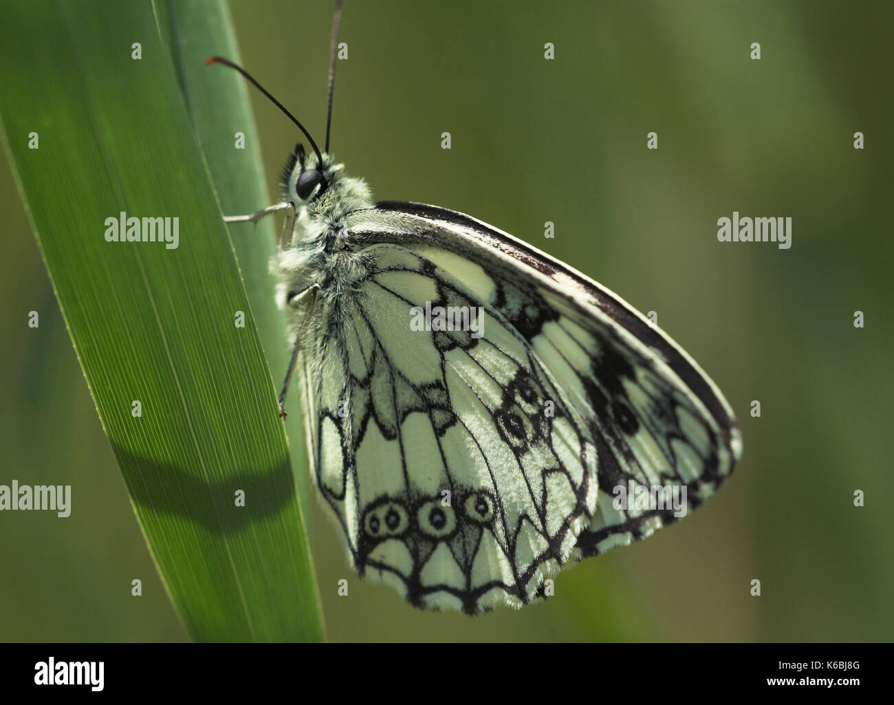 Marbled White Butterfly Melanargia Galathea Side View Of Wings