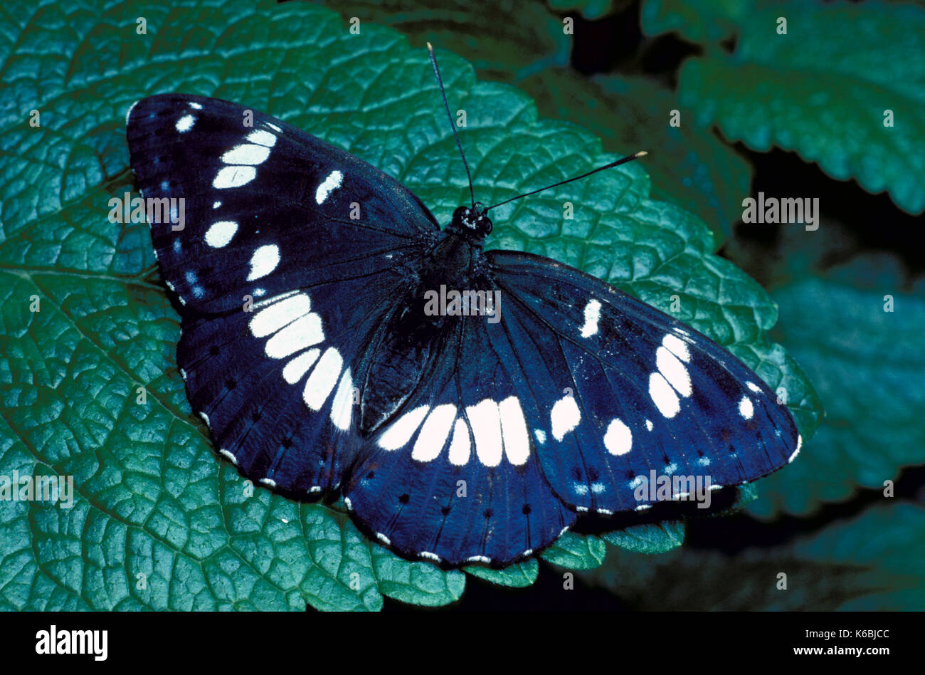 White Admiral Butterfly, Ladoga camilla, wings open, blue white Stock Photo
