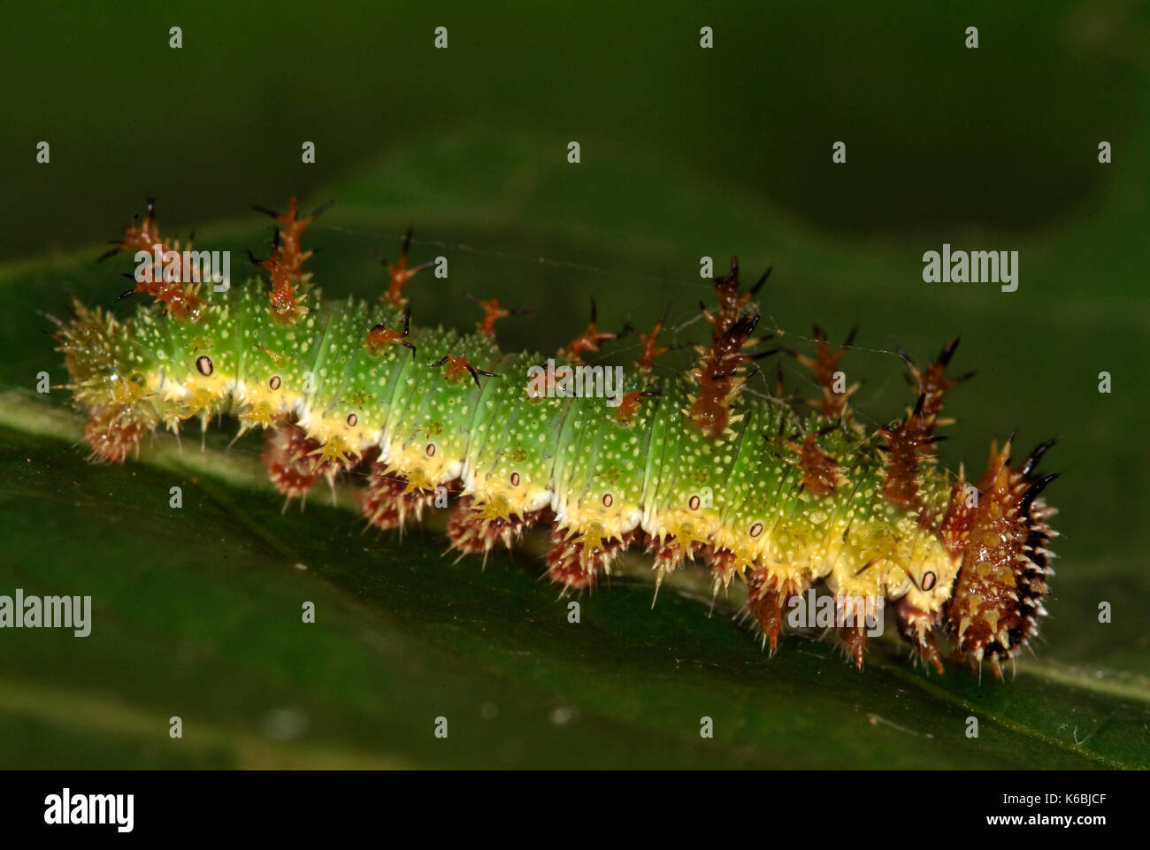 White Admiral Butterfly Caterpillar, Larvae, Ladoga camilla, side view showing spines, spiny, feeds on honeysuckle, foodplant, green, hairy, found in  Stock Photo