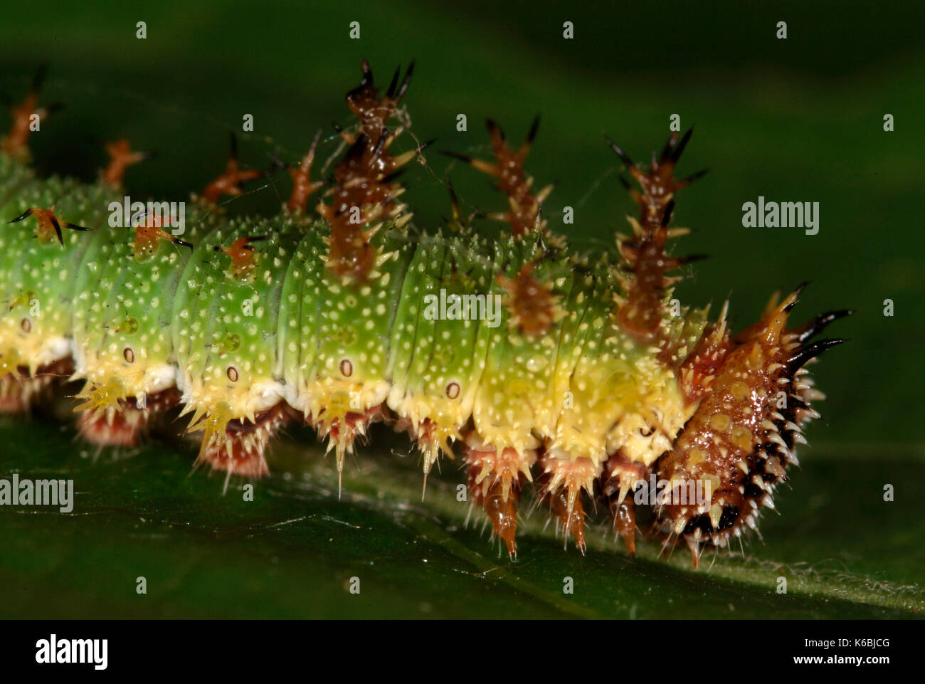 White Admiral Butterfly Caterpillar, Larvae, Ladoga camilla, side view showing spines, spiny, feeds on honeysuckle, foodplant, green, hairy, found in  Stock Photo