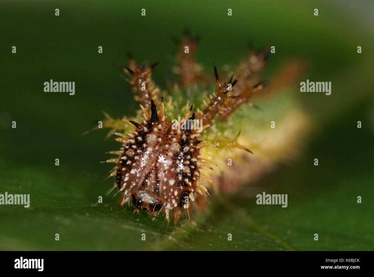 White Admiral Butterfly Caterpillar, Larvae, Ladoga camilla, close up of head, showing spines, spiny, feeds on honeysuckle, foodplant, green, hairy, f Stock Photo