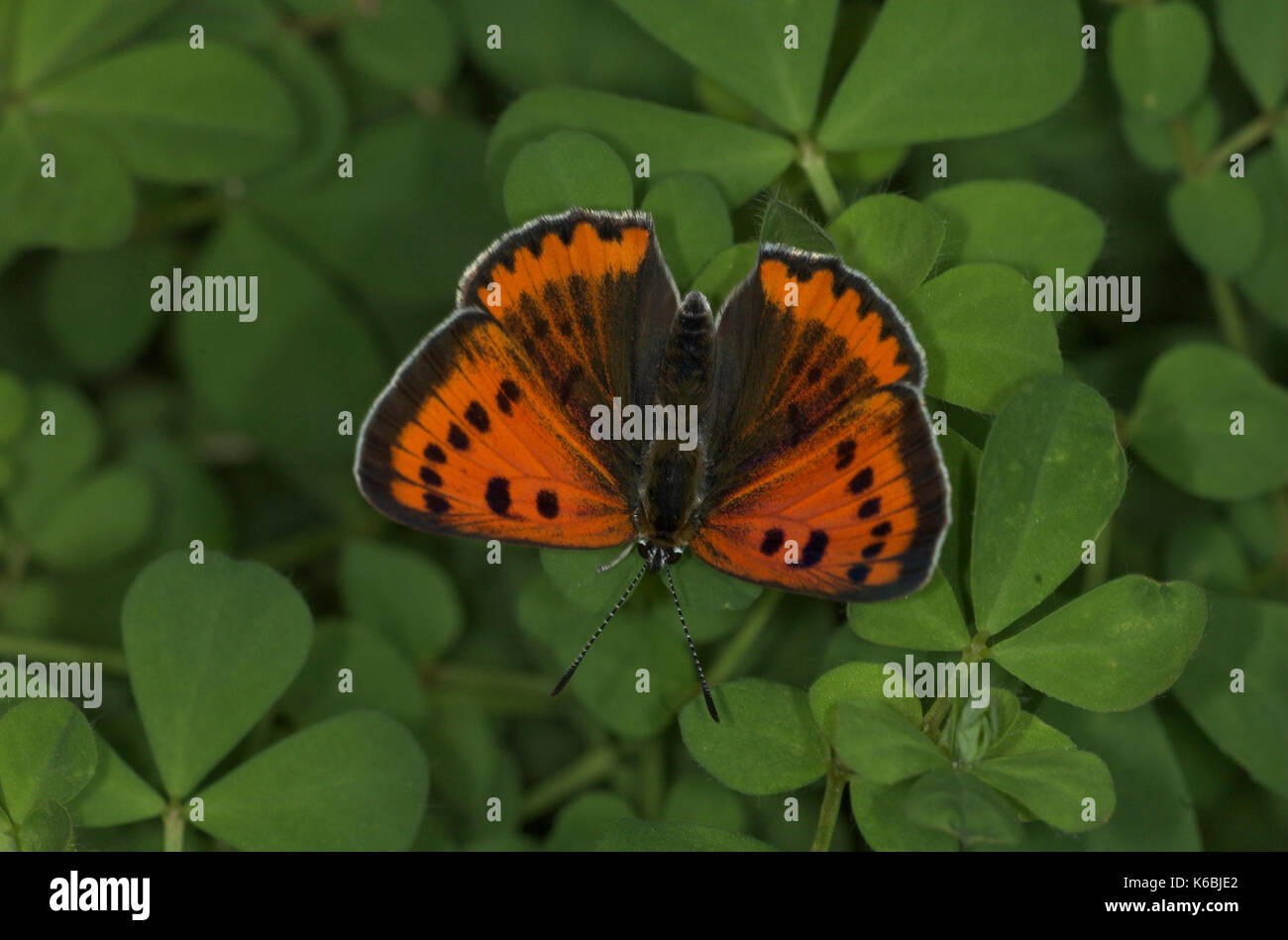 Large Copper Butterfly, Lycaena dispar, was extinct in UK, special breeding group for release, with wings open showing orange colour and brown spots Stock Photo