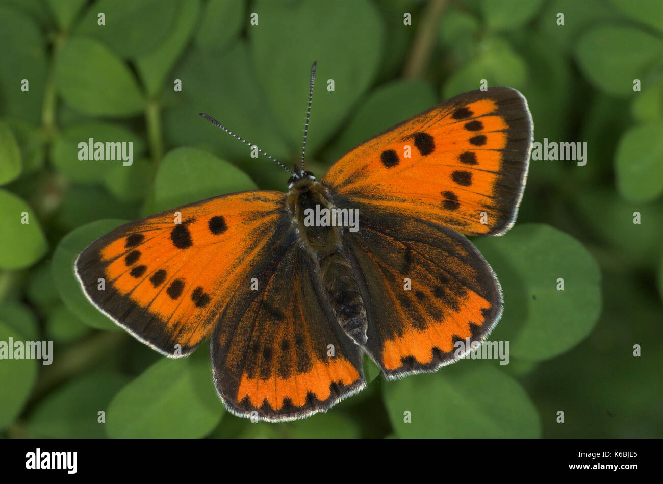Large copper butterfly uk hires stock photography and images Alamy