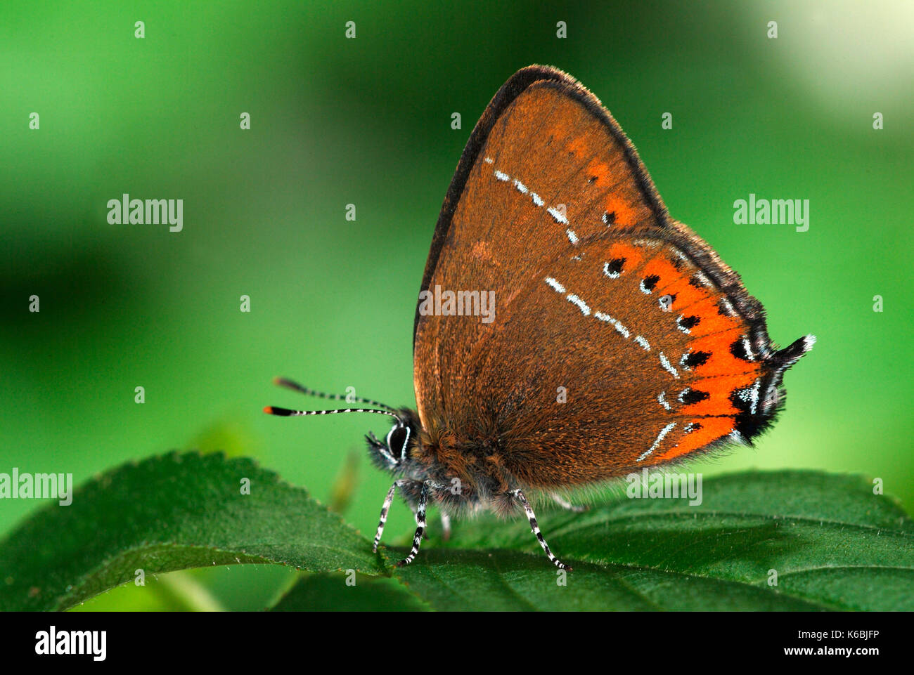 Black hairstreak butterfly strymonidia pruni hires stock photography