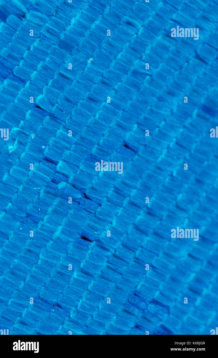 Butterfly Wing Scales, close up, macro, Morpho Nestira, Blue, photographic technique Stock Photo