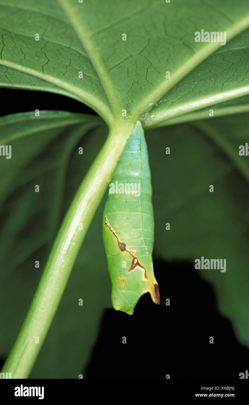 Tailed Jay Butterfly Graphium Agamemnon Pupa Green