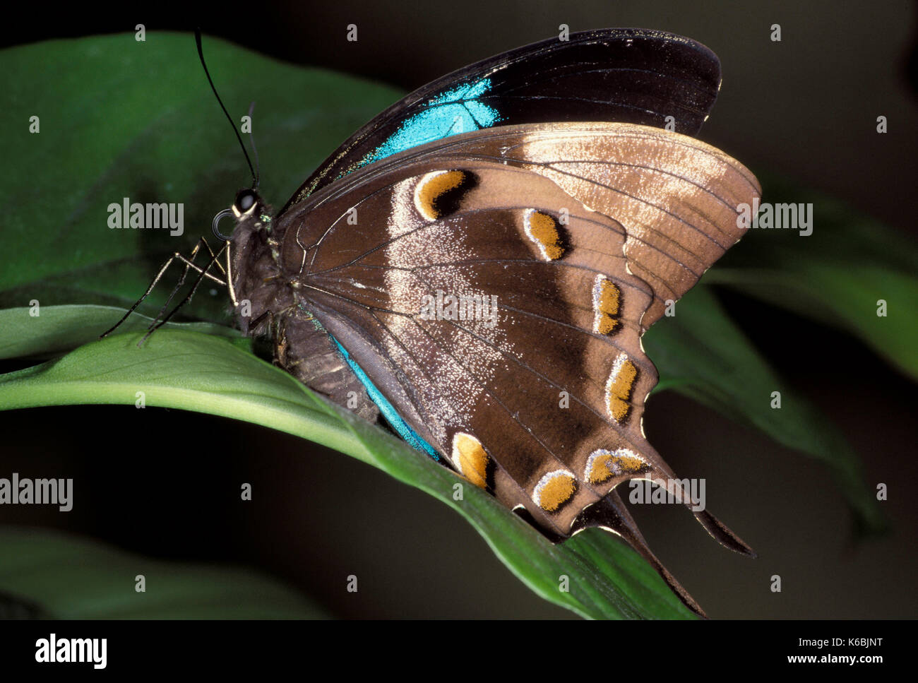 Mountain Blue Butterfly, Papilio Ulysses, underside of wings ...