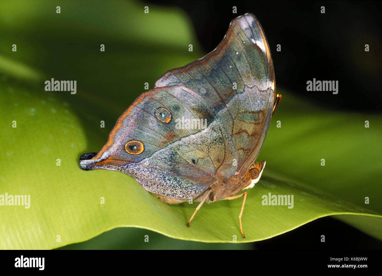Mother of Pearl Butterfly, Salamis parhassus, resting on leaf