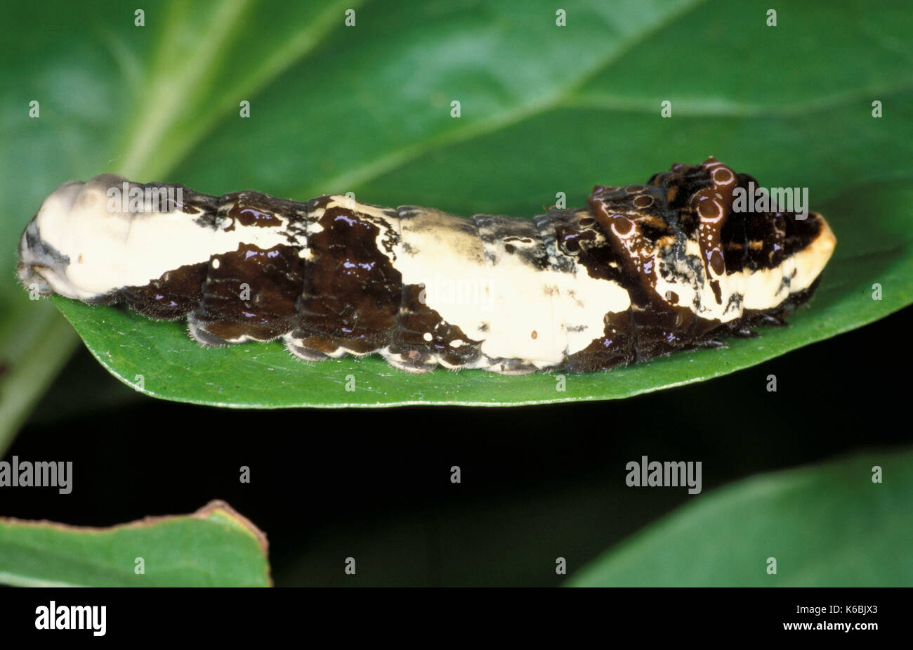 Bird Droppings High Resolution Stock Photography and Images Alamy
