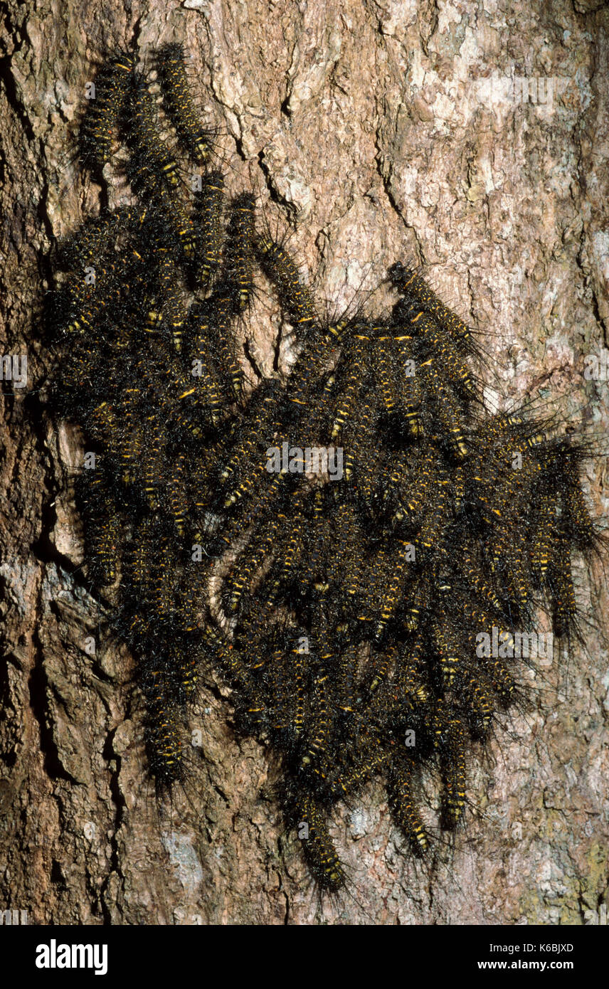 Rainforest Caterpillars, congregrating, species unknown, black and