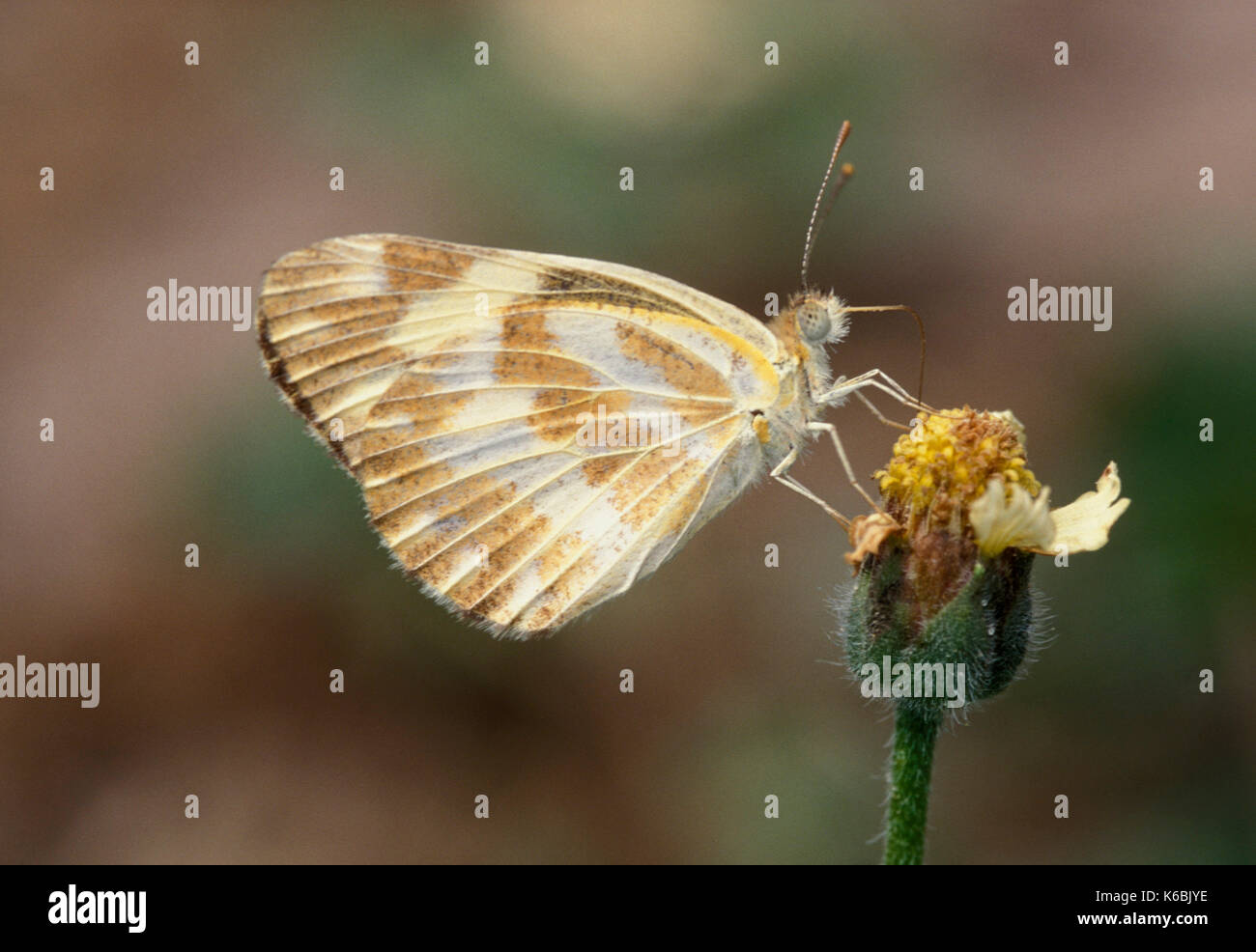 belenois-sp-butterfly-on-flower-side-view-west-africa-stock-photo