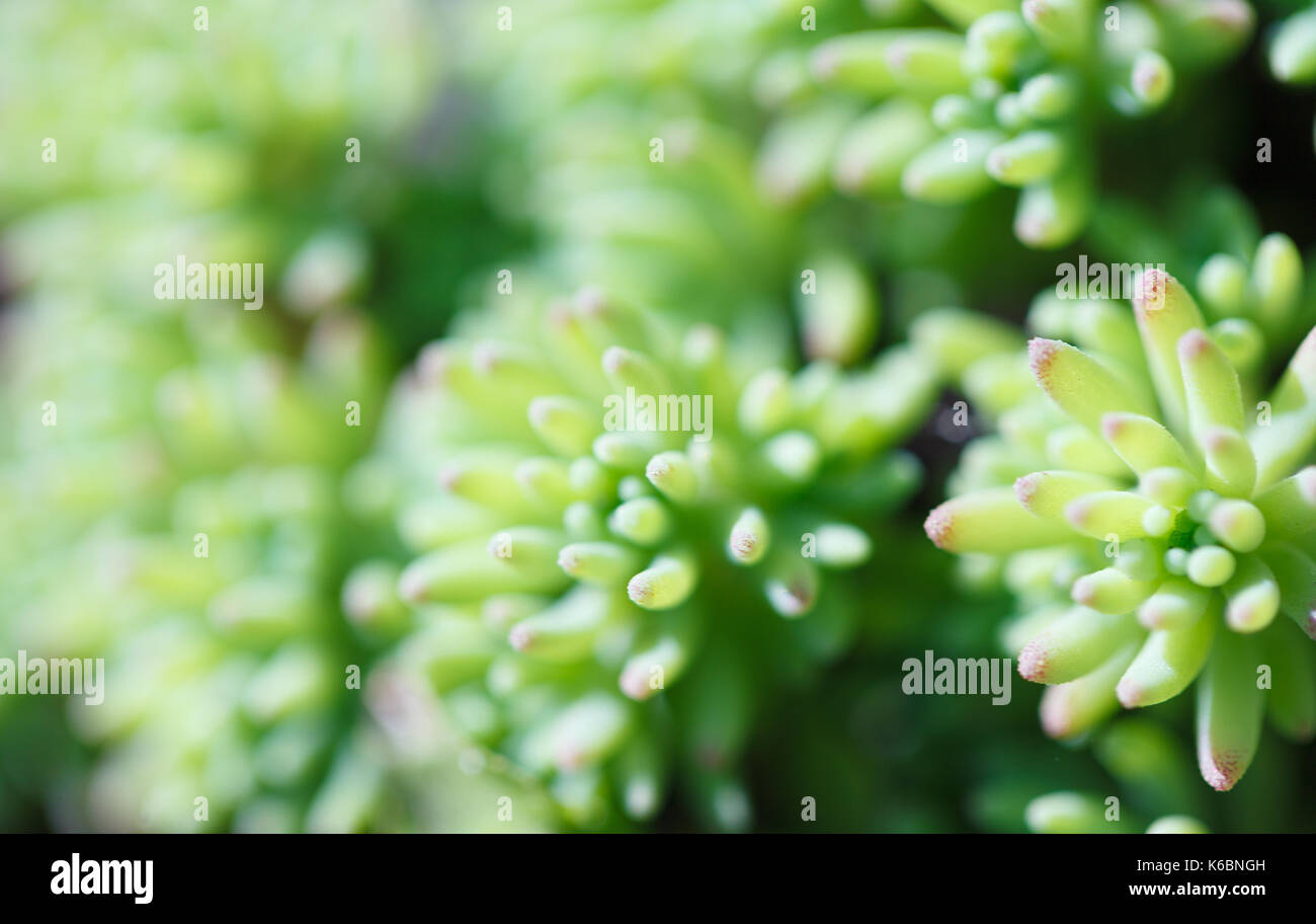 Close-up of succulent. Macro photography of nature. Stock Photo