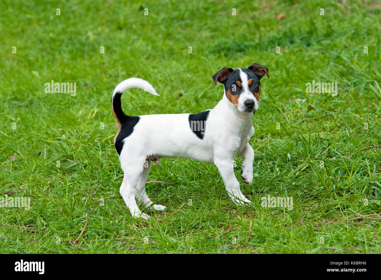 Jack Russel Exercise Equipment Stock Photo by ©PantherMediaSeller