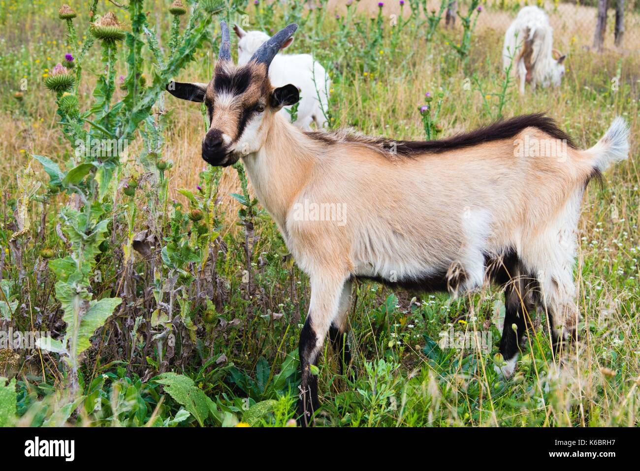 Kinder goat eats. The Kinder goat stands in the field. Stock Photo