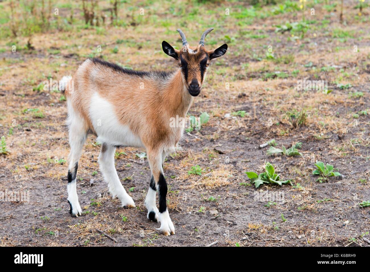 Kinder goat stands. The Kinder goat stands in the field. Stock Photo