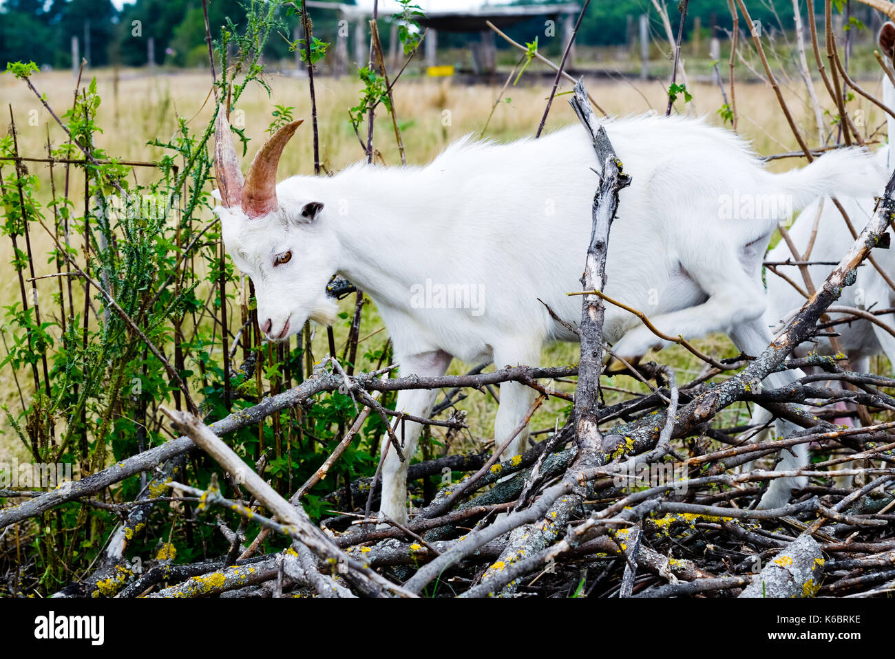 Goat in bush. The goat goes through the bush. Stock Photo