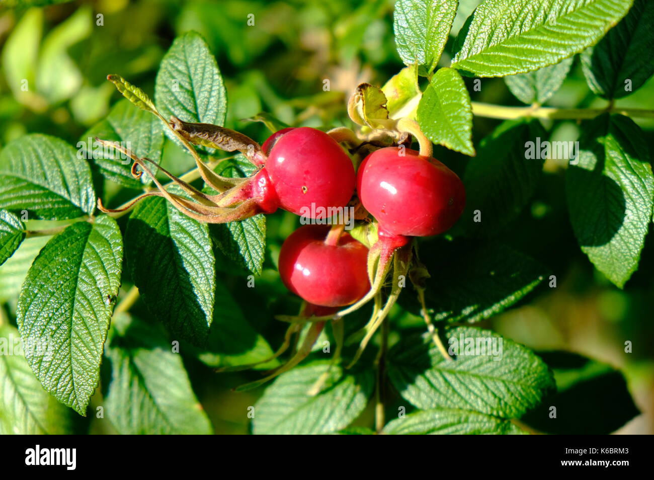 Hips and berries Stock Photo