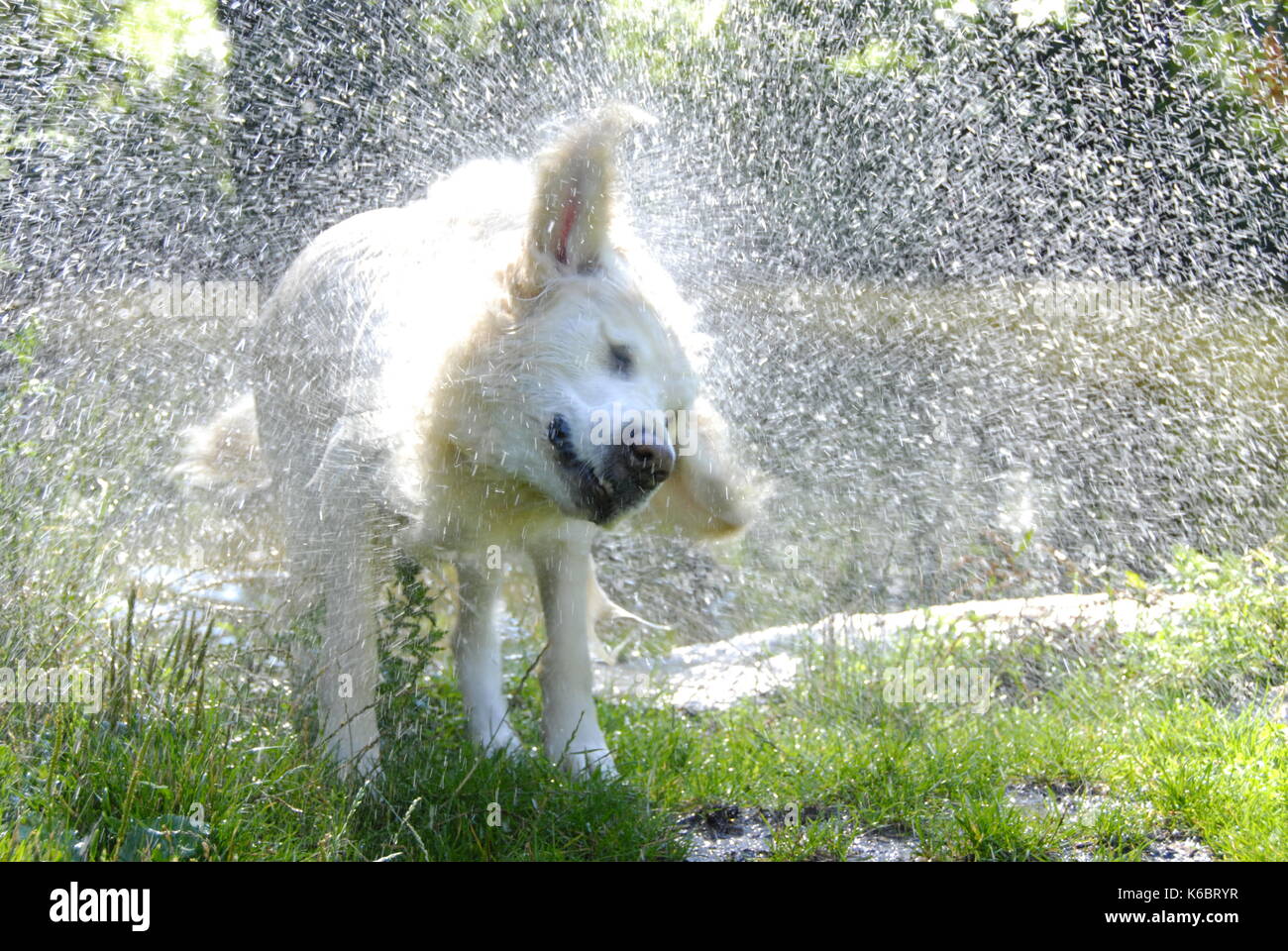golden retriever dog scrolling away water after taking a bath in the river Stock Photo Alamy