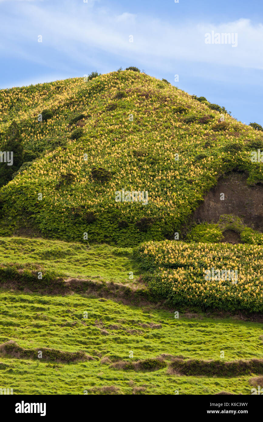 Pyramid Hill with Ginger Lilys, Sao Miguel, Azores, Portugal, Europe Stock Photo