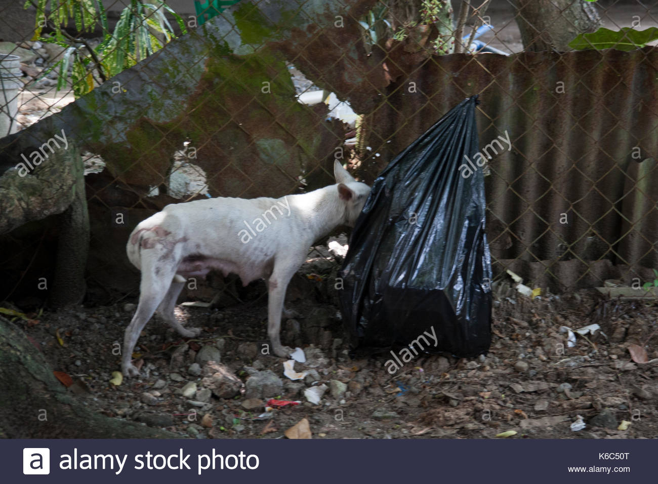Dog Waste Bag Stock Photos & Dog Waste Bag Stock Images Alamy