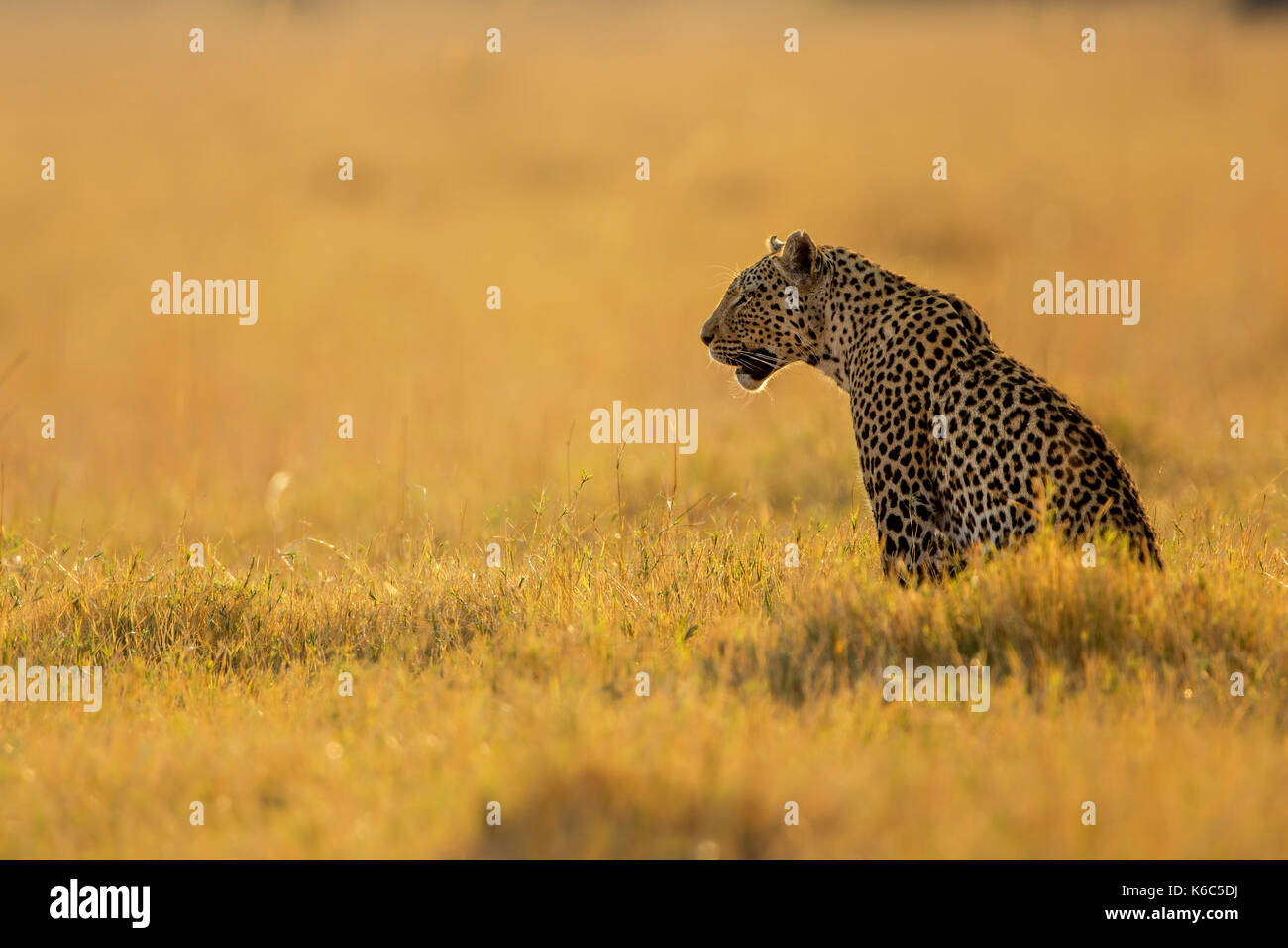 Vigilant leopard in golden grass, Savuti, Botswana, Okavango delta Stock Photo