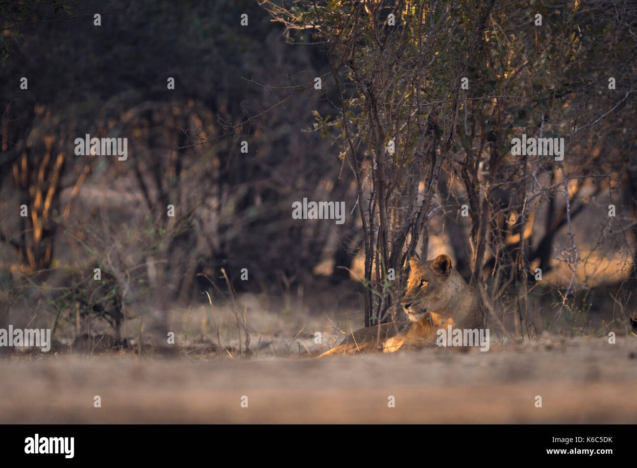 lioness in morning light, lying in bush, in Mana Pools, Zimbabwe Stock Photo