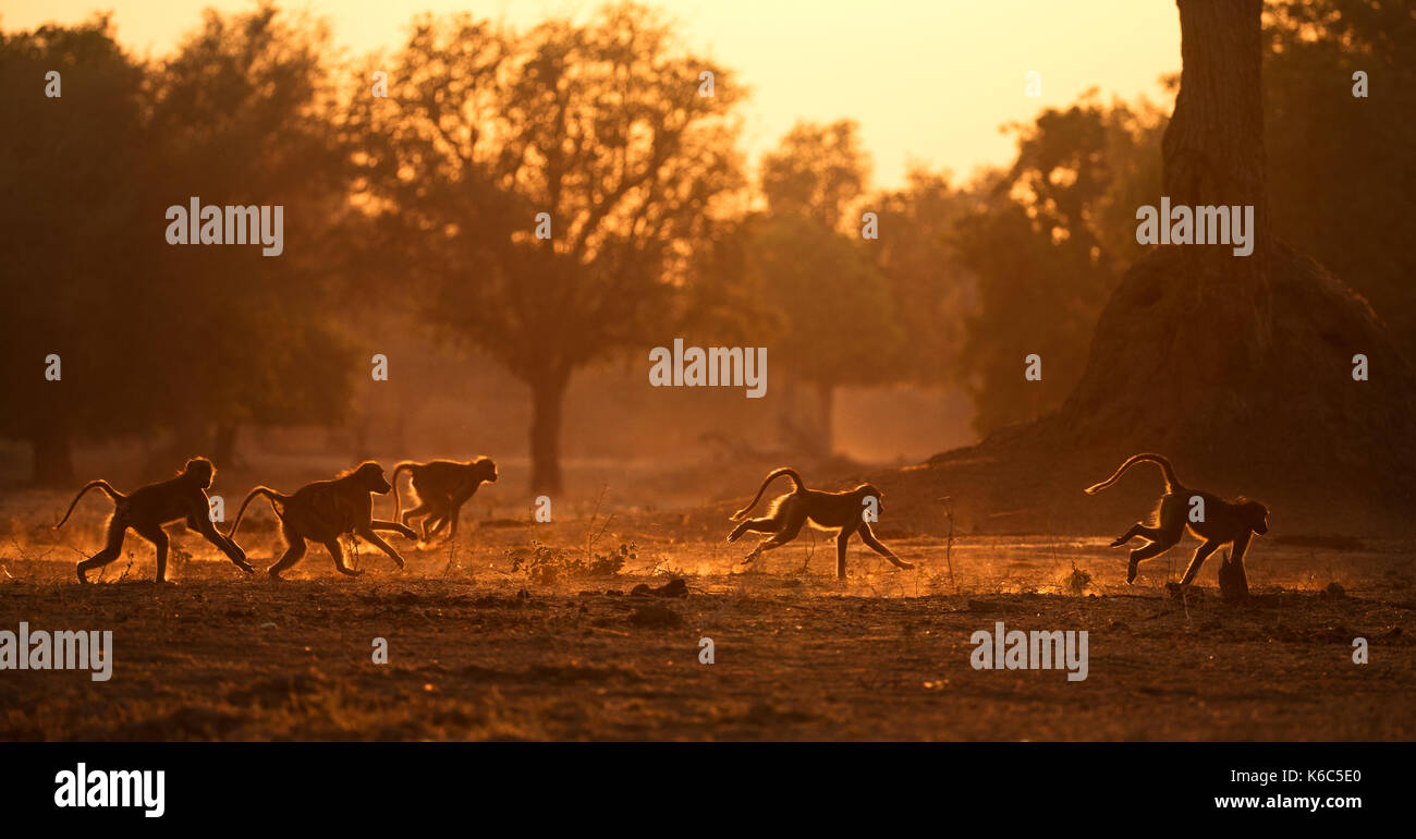 Chacma baboons running in golden light with dust, Mana Pools National Park, Zimbabwe Stock Photo