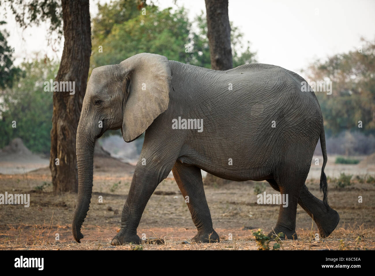 elephant walking in acacia albida forest in Mana Pools, Zimbabwe Stock Photo