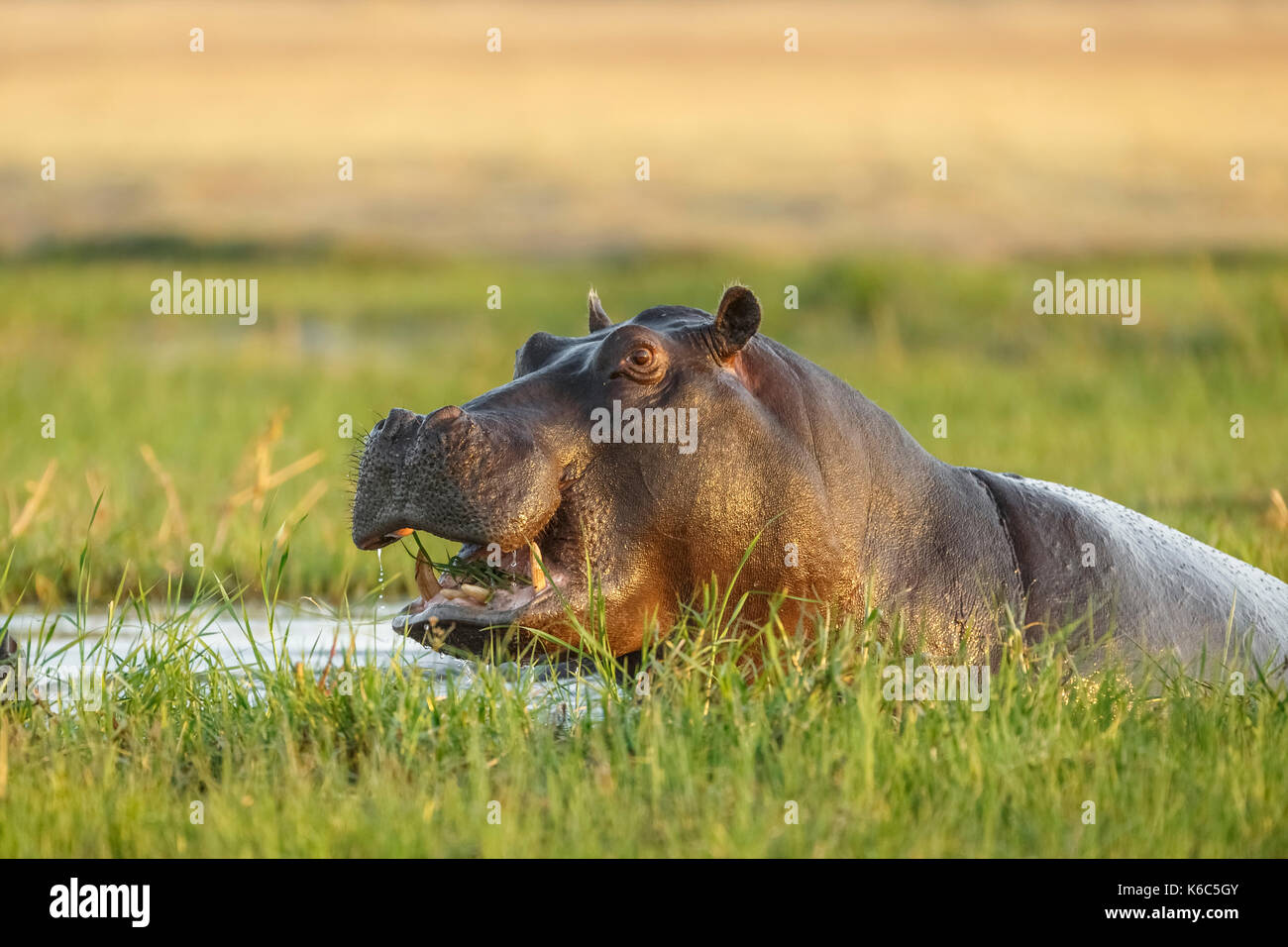 Hippopotamus in water looking. Okavango delta, khwai, Botswana Stock Photo