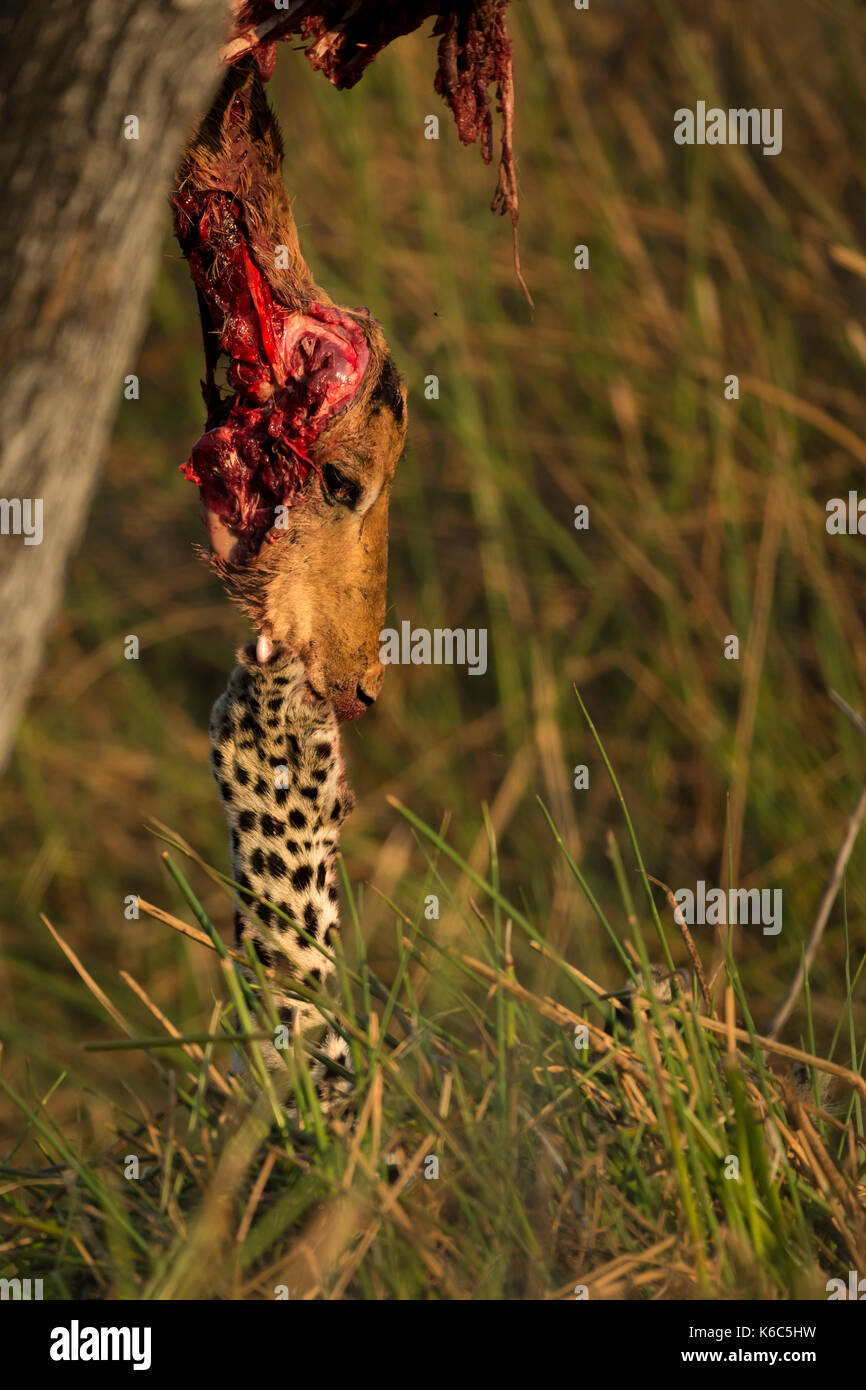 young leopard feeding on impala in tree, okavango delta, kwai, botswana Stock Photo