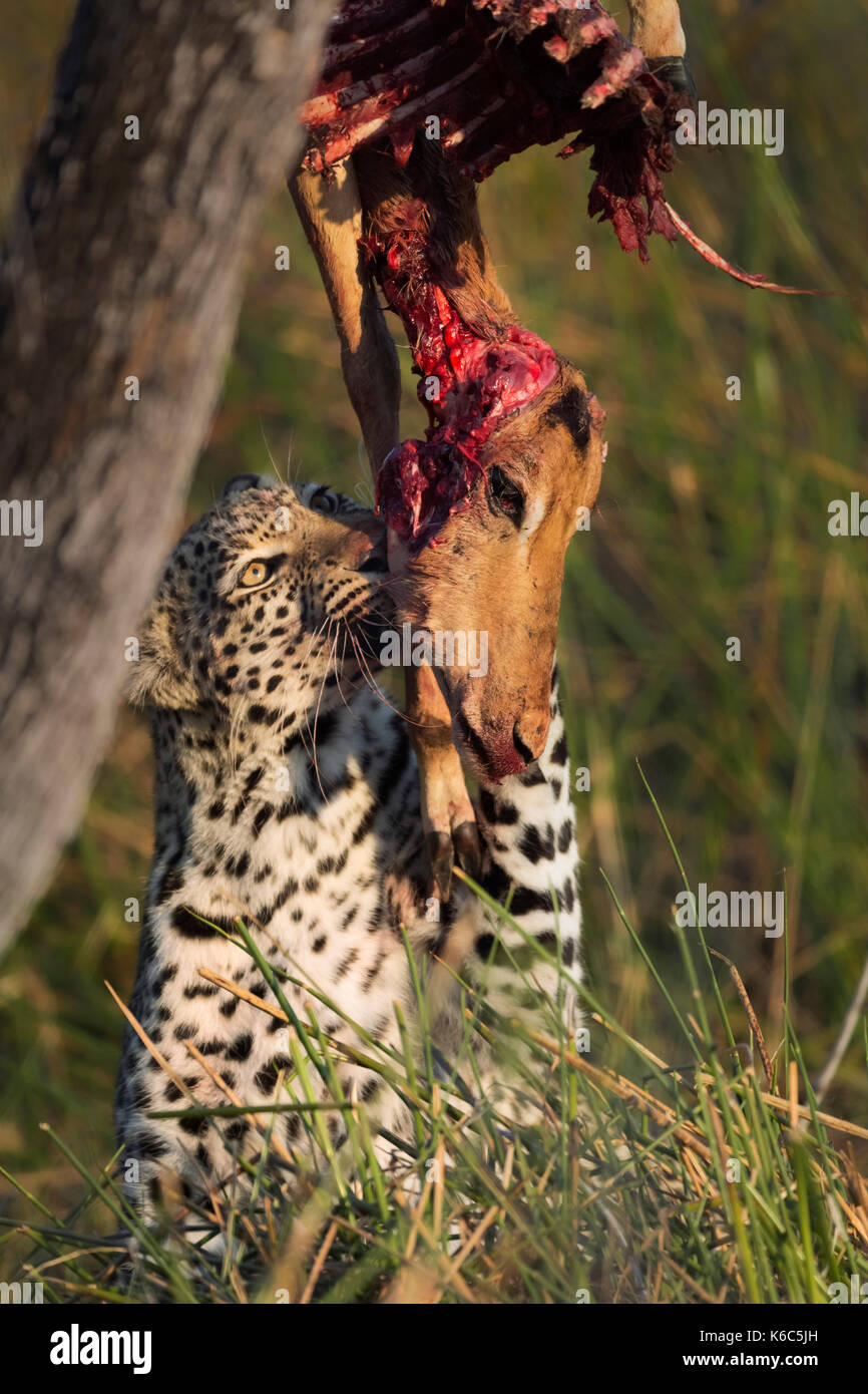 young leopard feeding on impala in tree, okavango delta, kwai, botswana Stock Photo