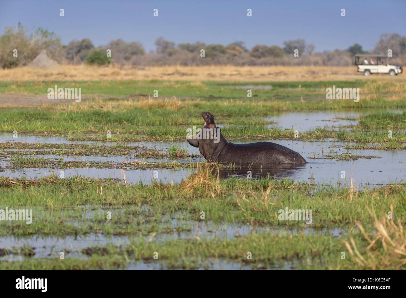 hippo yawning in marsh, okavango delta Botswana Stock Photo