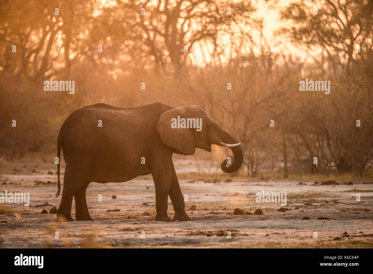 Elephant in dust, Kwai , Botswana, Okavango delta, Stock Photo
