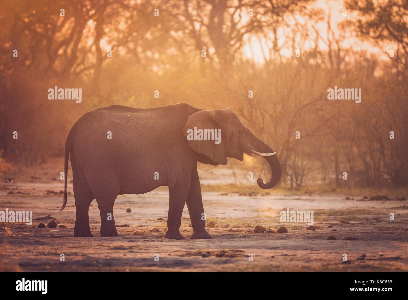 Elephant in dust , Kwai , Botswana, Okavango delta, Stock Photo