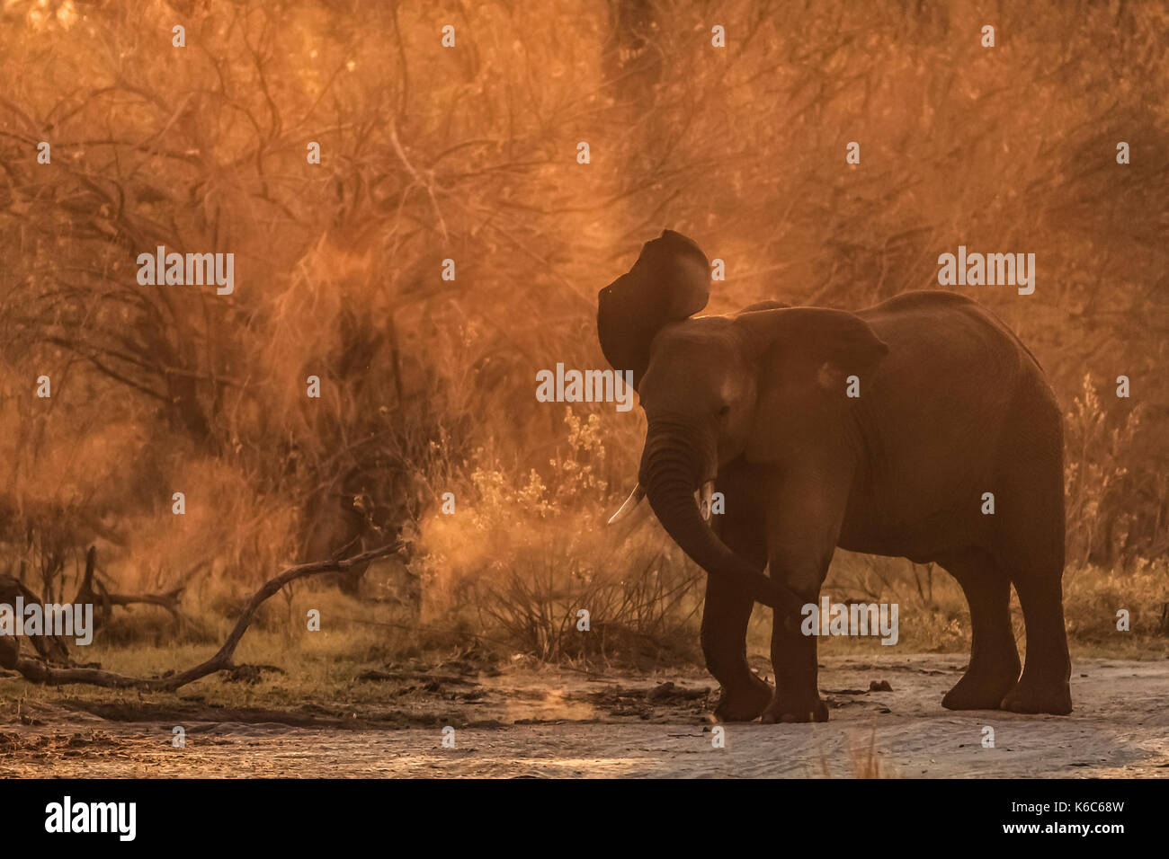 Elephant (Elephantidae) shaking off dust in golden light, Okavango delta, Kwai, Botswana Stock Photo