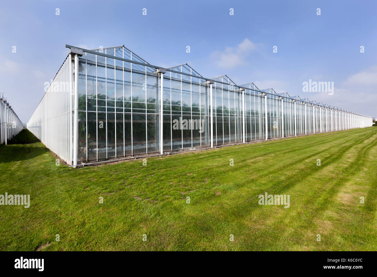 Greenhouse in Westland in the Netherlands Stock Photo Alamy