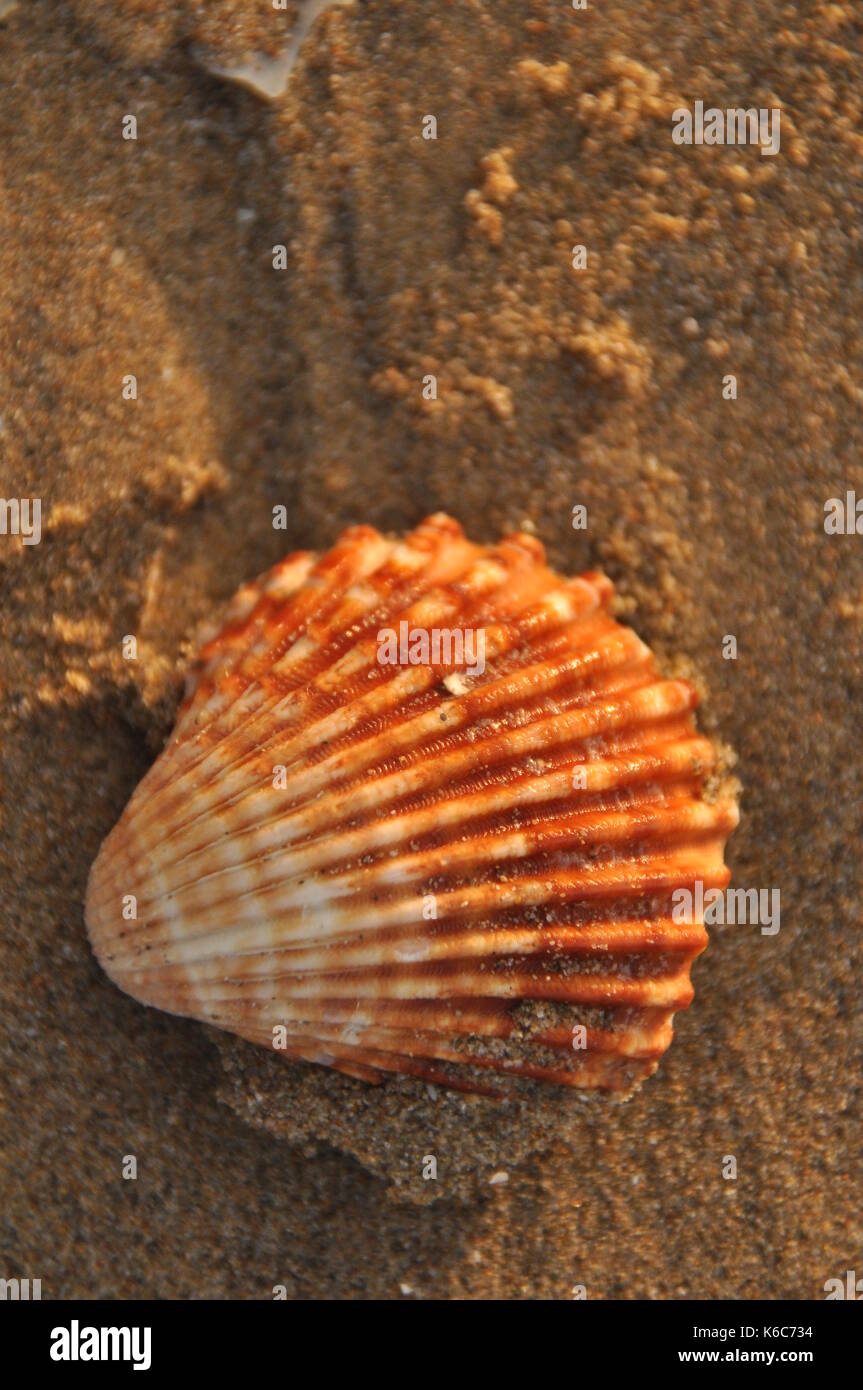 Mollusk shell forms hi-res stock photography and images - Alamy