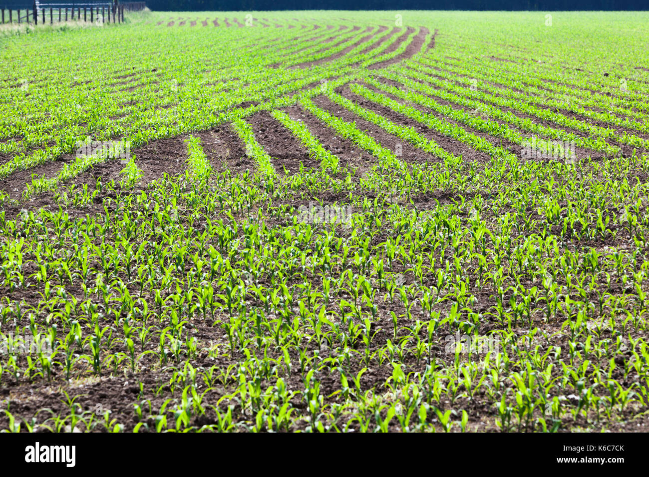 Young corn plants hi-res stock photography and images - Alamy