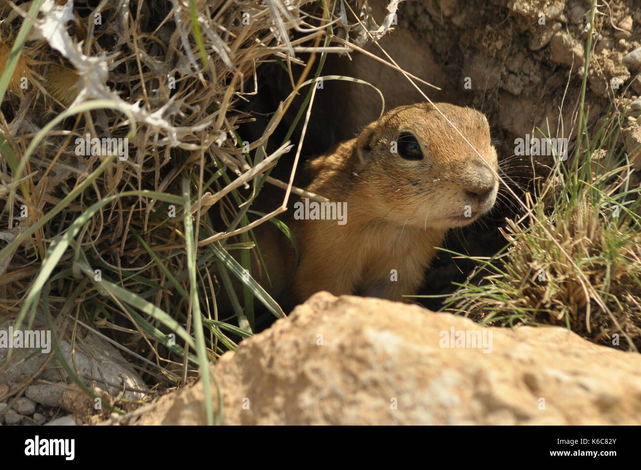 Gopher Burrow High Resolution Stock Photography and Images - Alamy