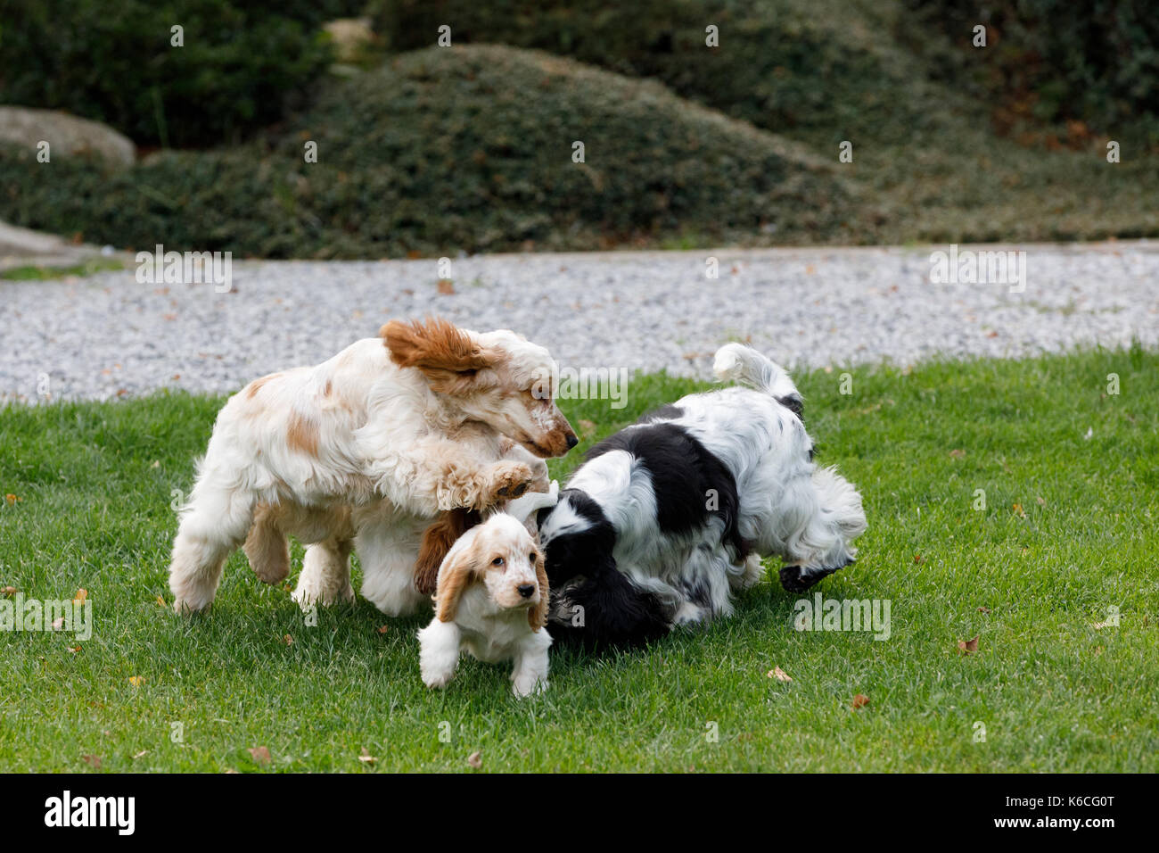 Cocker Spaniel Playing English garden lying playing hi-res stock photography and images - Alamy