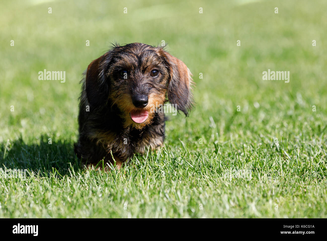 european dachshund breeders