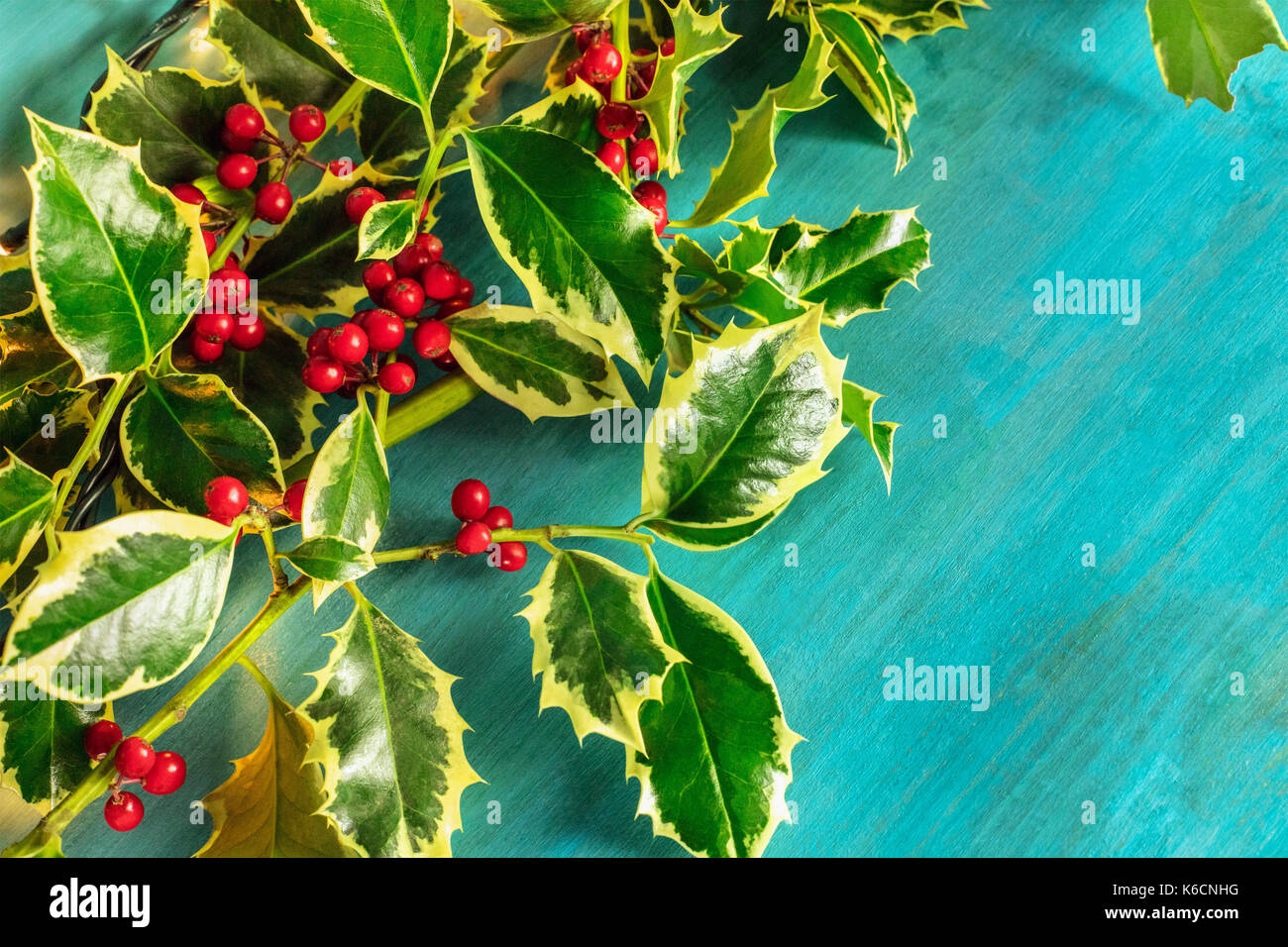 A Christmas background with holly leaves and berries on a vibrant blue ...