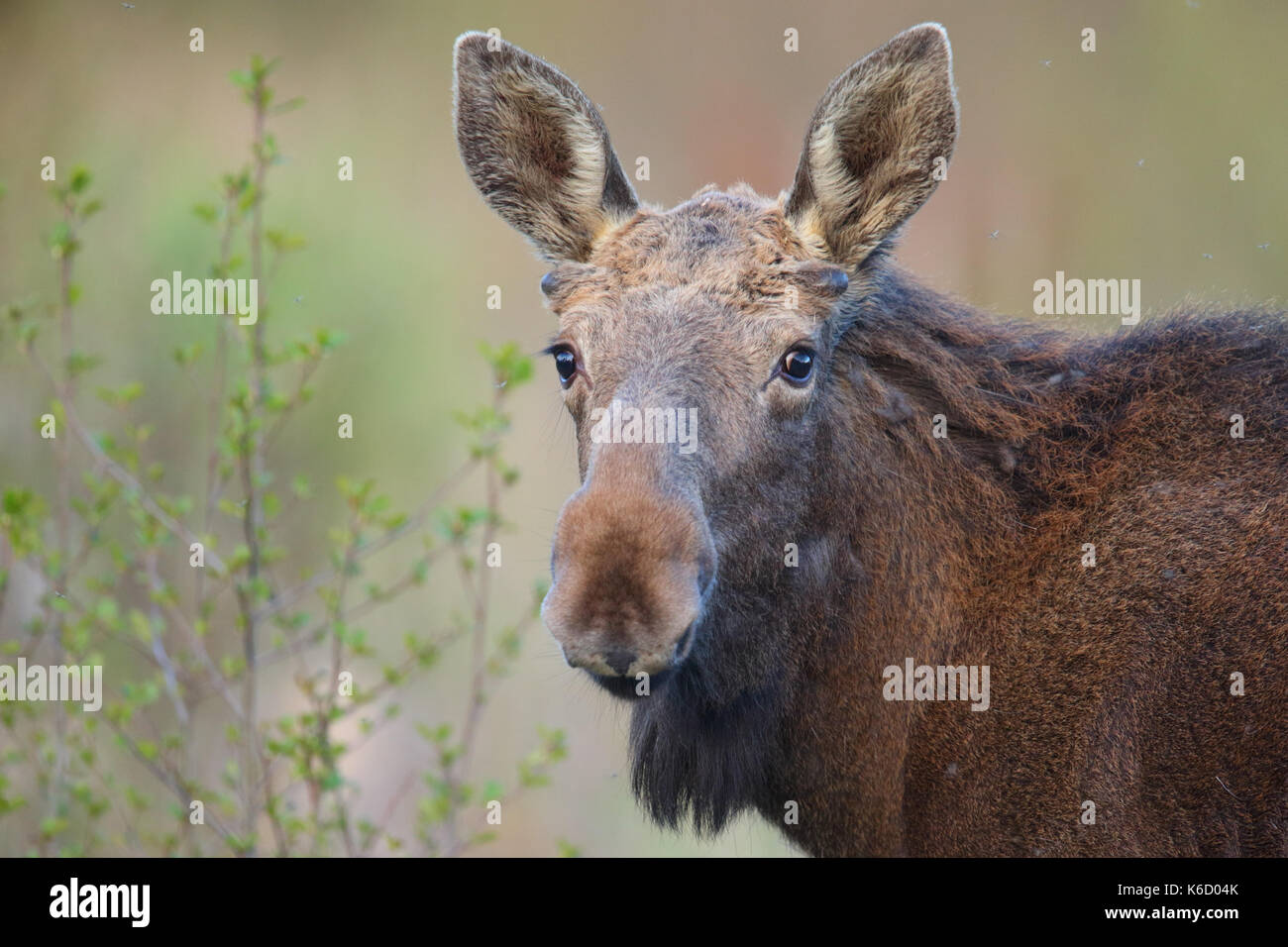 Eurasian Elk aka Moose (Alces alces) in spring, Europe Stock Photo