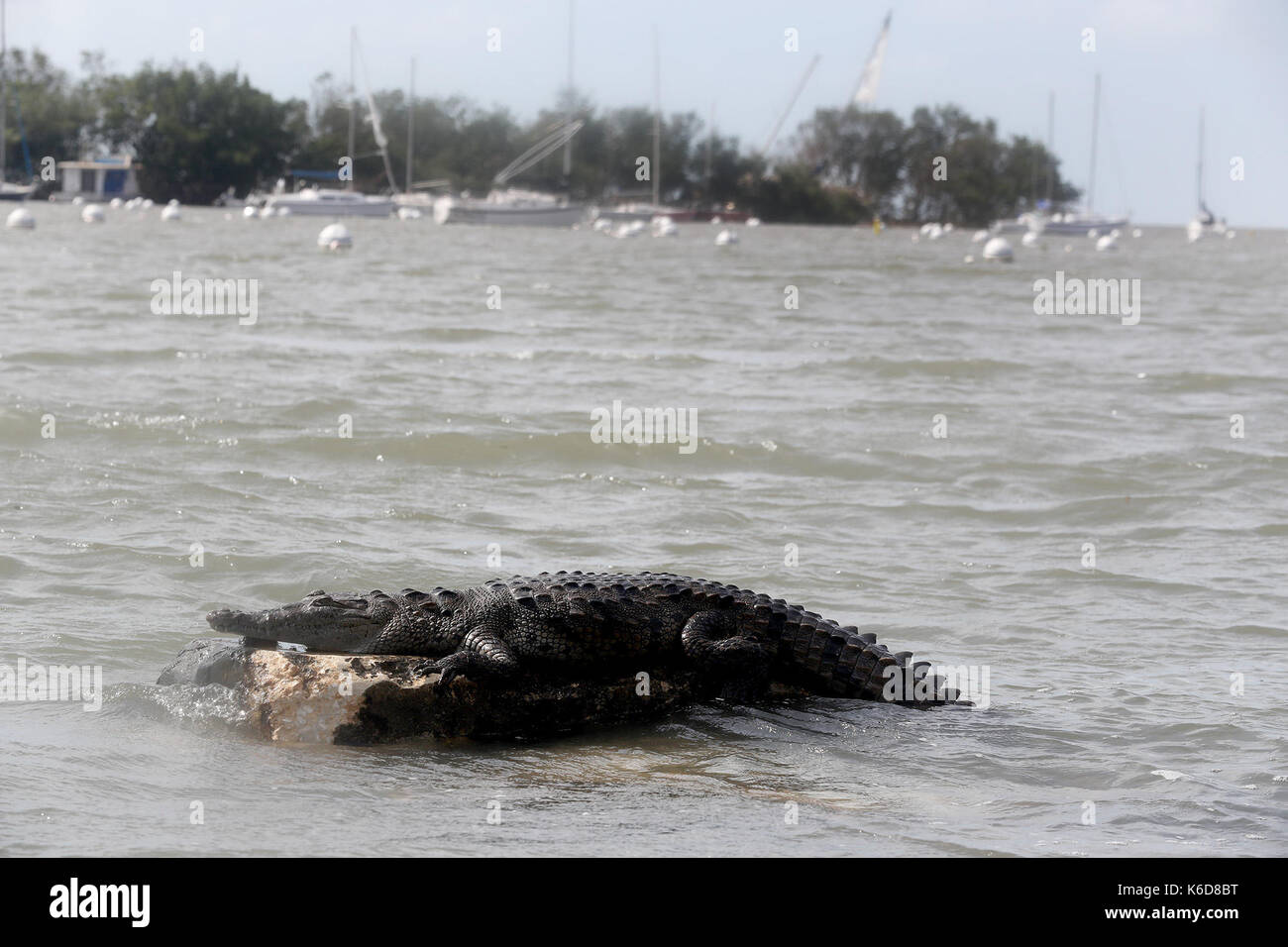 Miami, FL, USA. 12th Sep, 2017. A reptile rests in the water off of Dinner Key in Miami after Hurricane Irma. Credit: Mike Stocker/Sun-Sentinel/ZUMA Wire/Alamy Live News Stock Photo