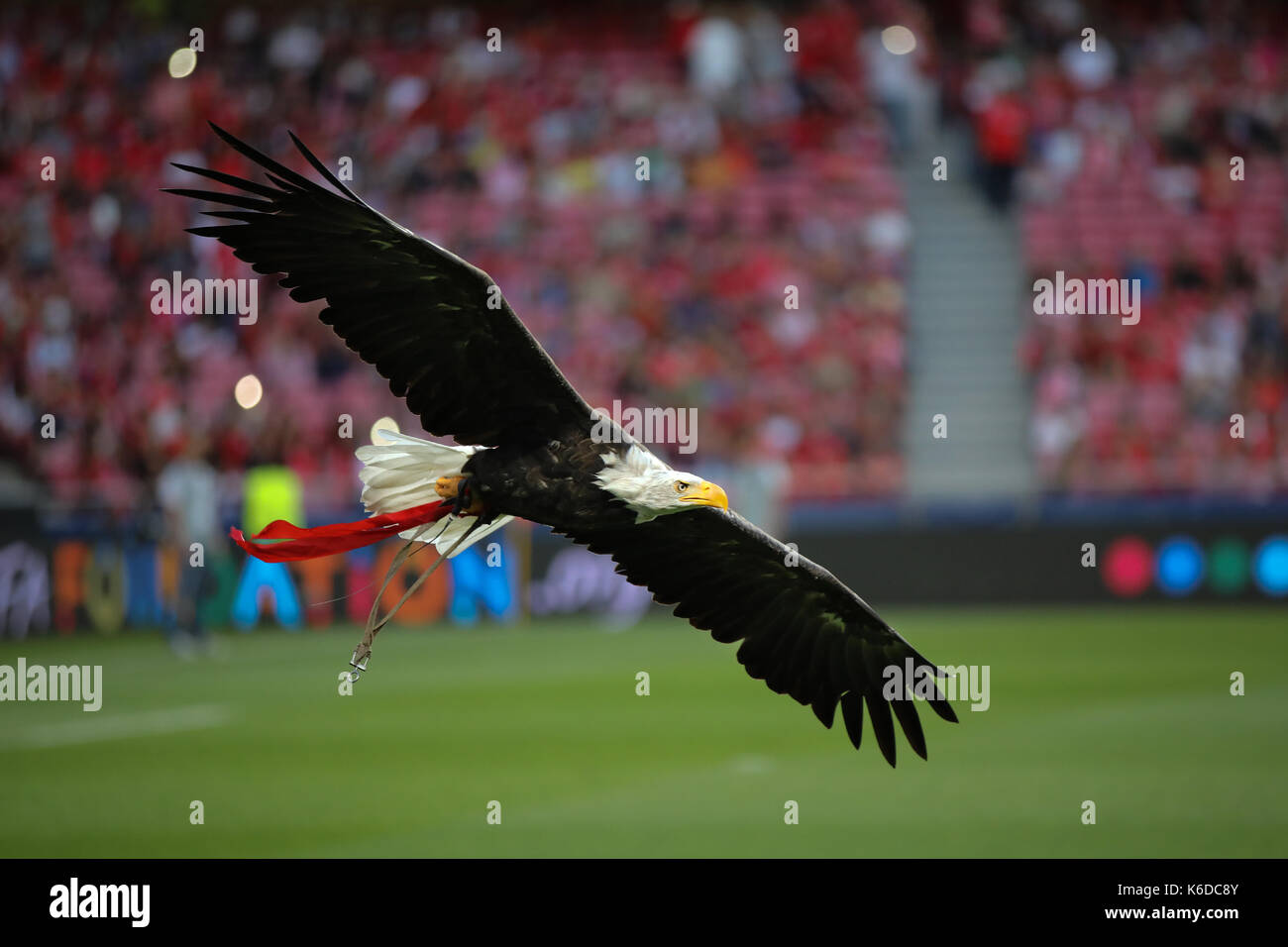 The eagles mascot hi-res stock photography and images - Alamy