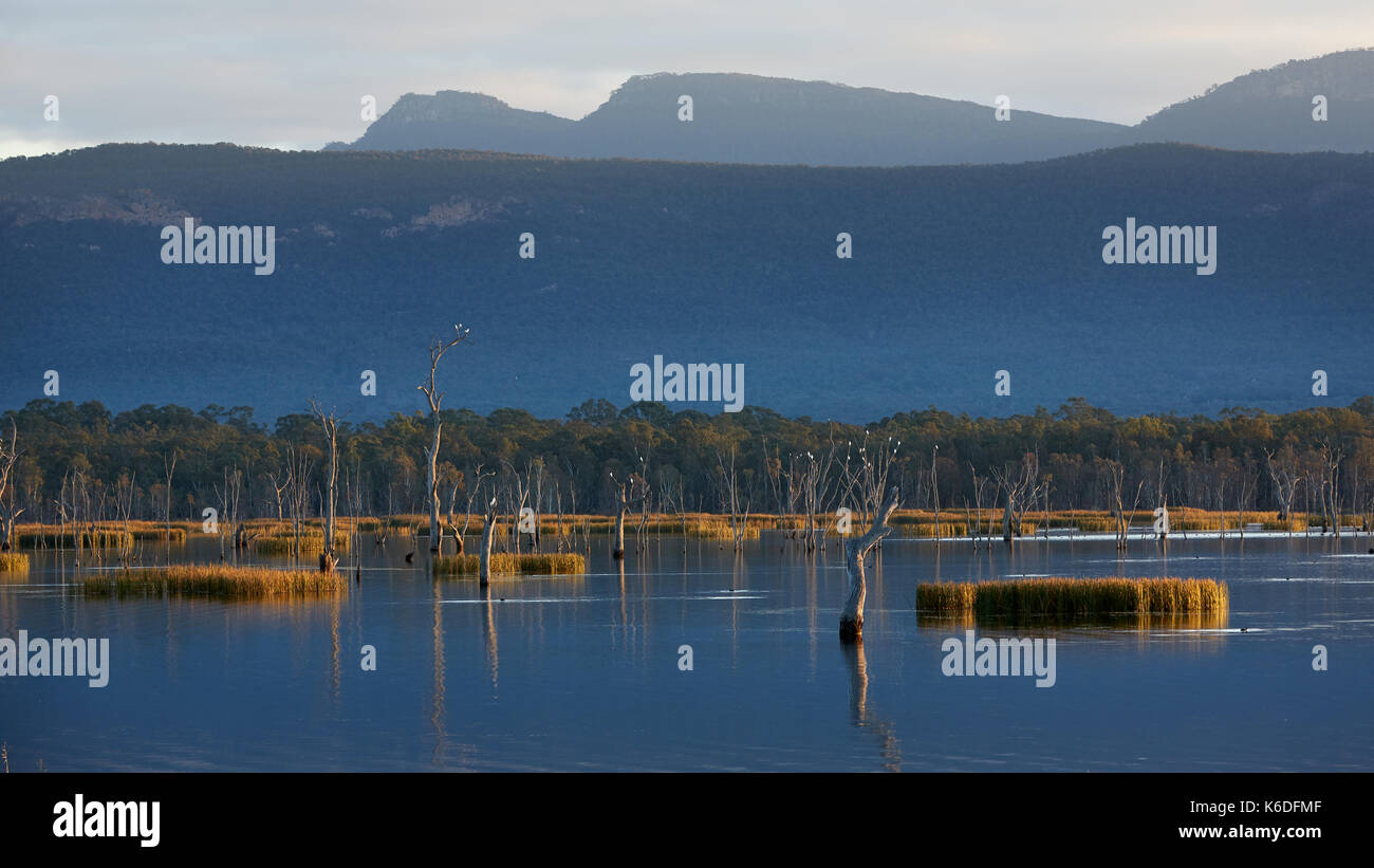 Birds Of The Grampians Hi res Stock Photography And Images Alamy birds-of-the-grampians-hi-res-stock-photography-and-images-alamy