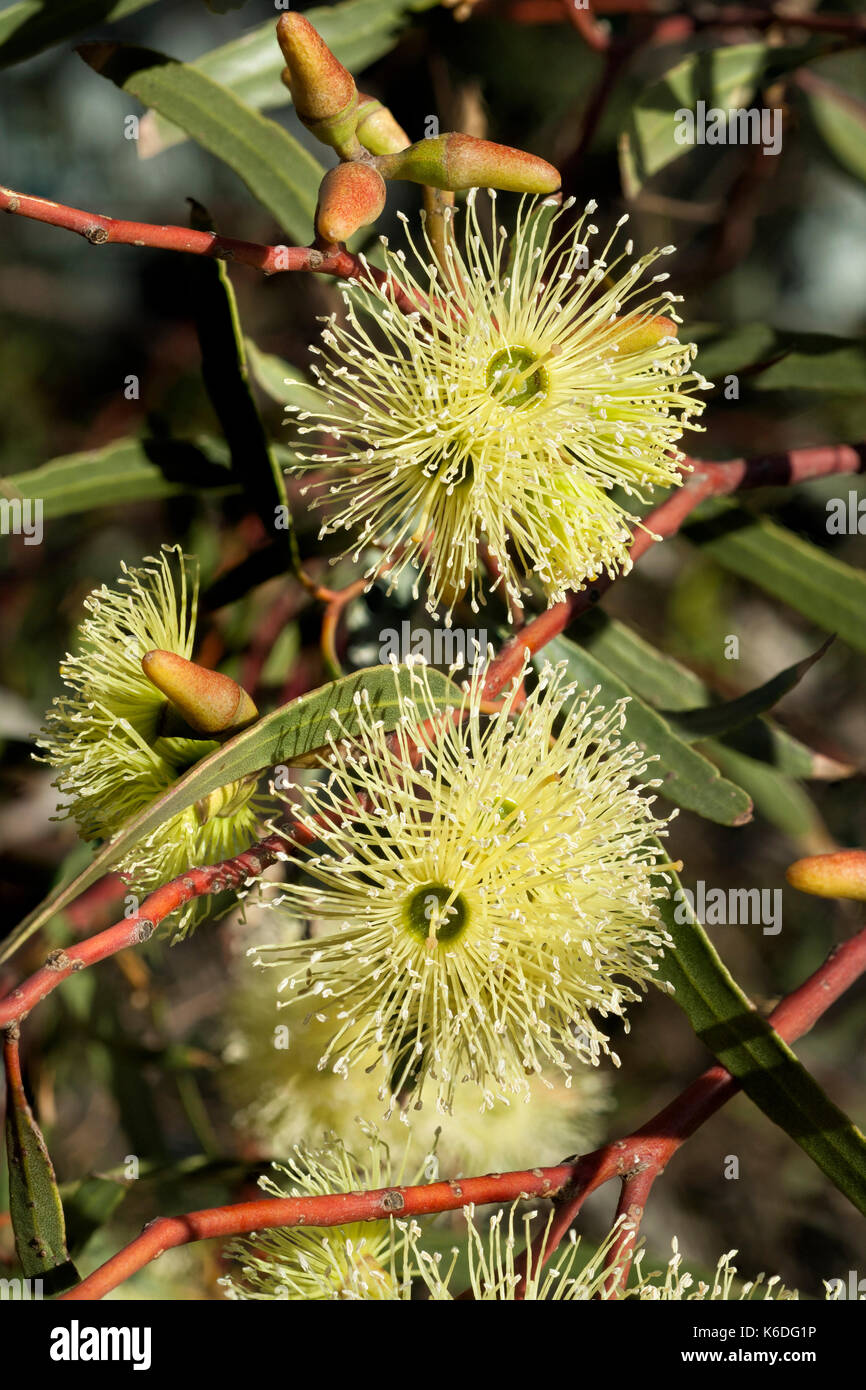 Close up of flower detail on ornimental garden grown Eucalypt tree. Possibly Eucalyptus depauperata natibve of Western Australia. Stock Photo