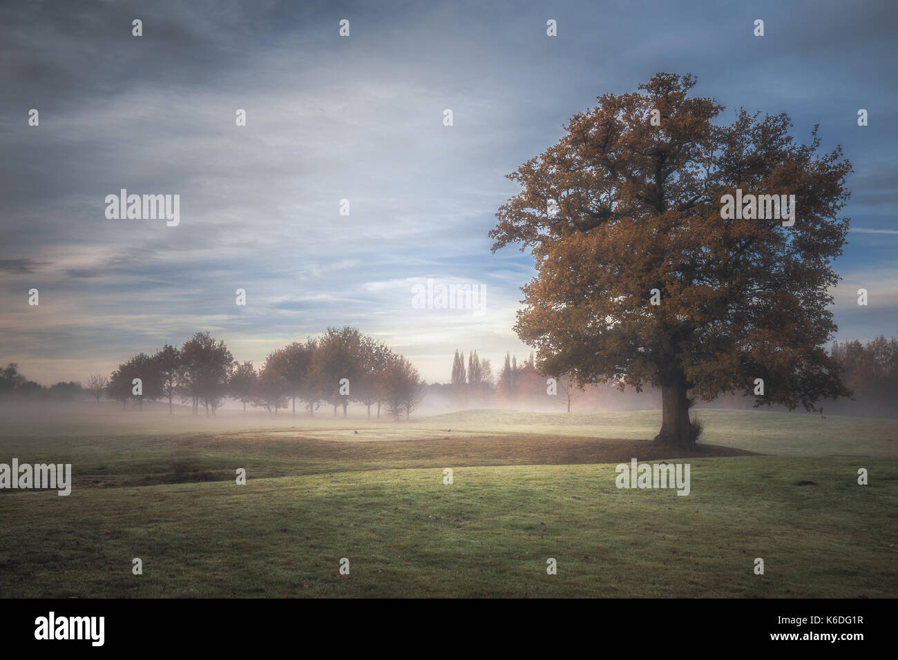 Trees on a foggy Autumn morning Stock Photo - Alamy